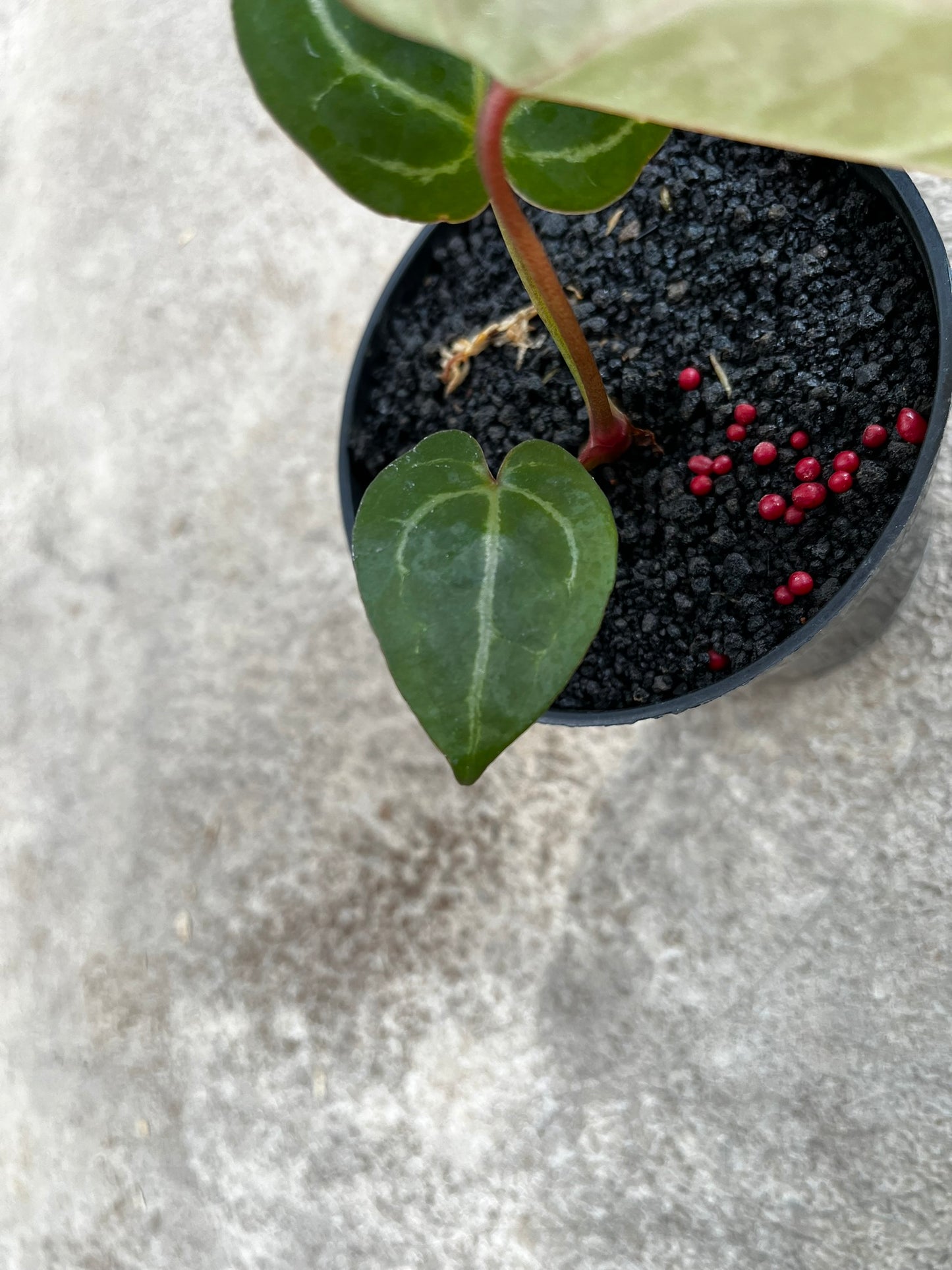 Anthurium Michelle Self