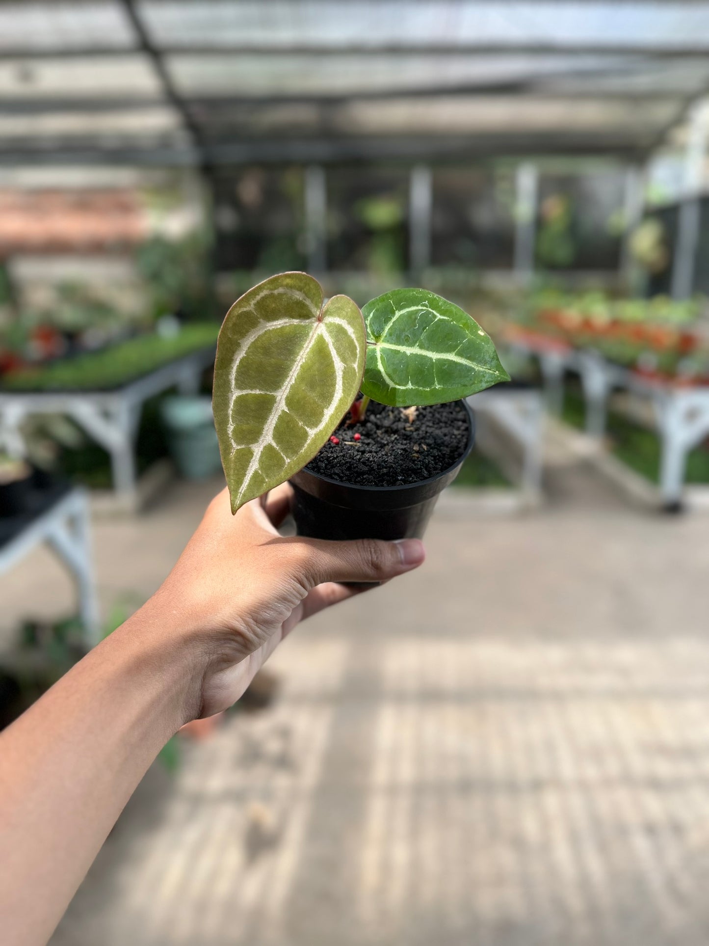 Anthurium Michelle Self