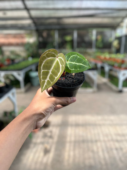 Anthurium Michelle Self