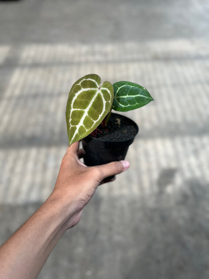 Anthurium Michelle Self