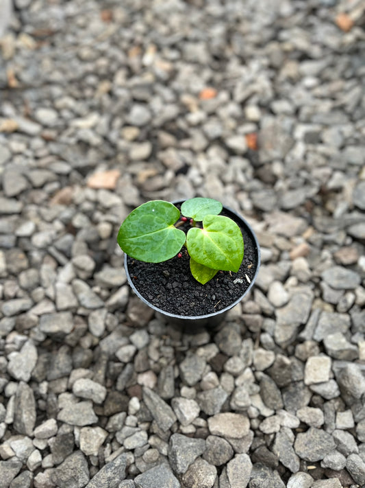 Anthurium RVDP X Gunayala