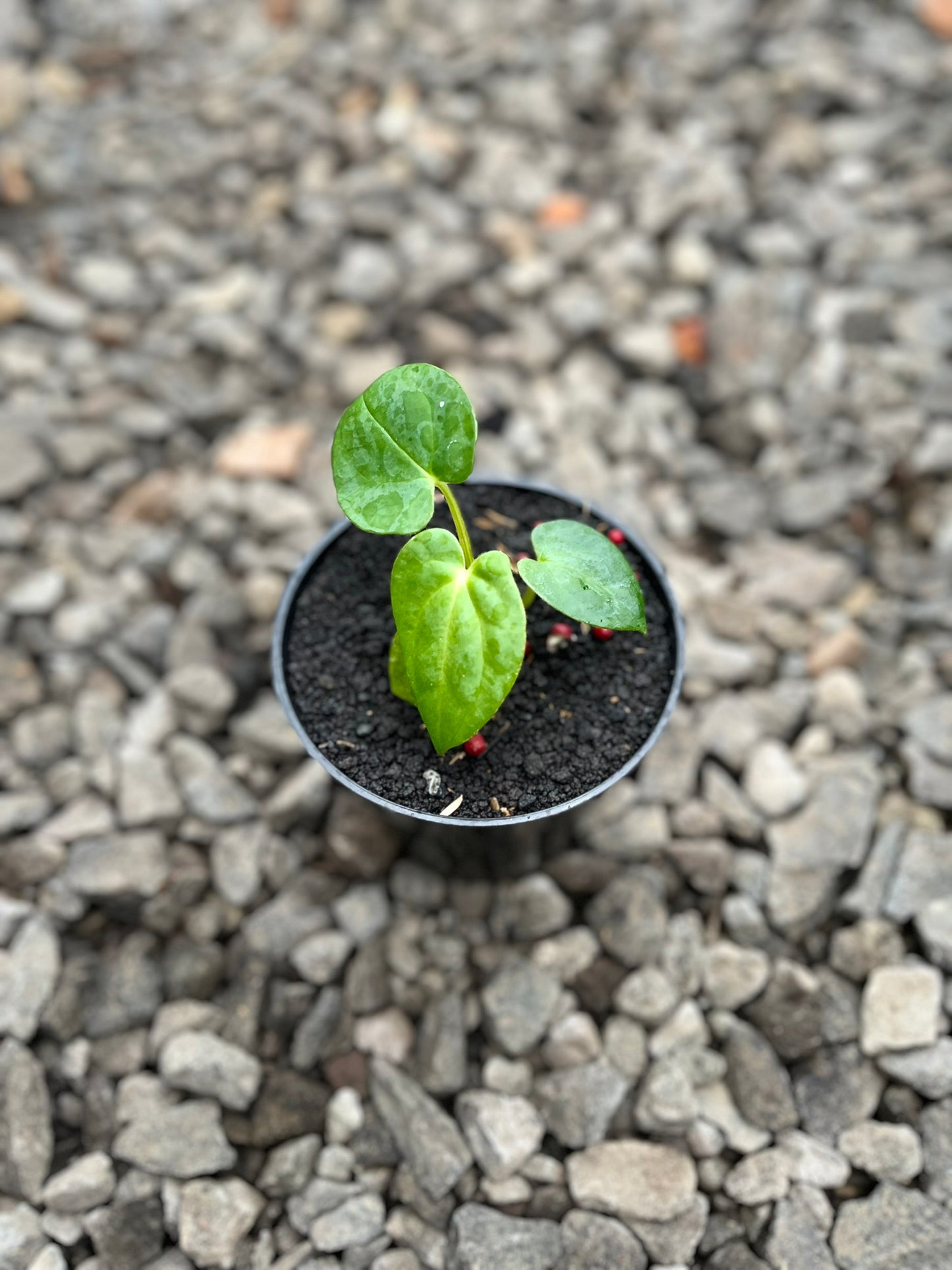 Anthurium RVDP X Gunayala