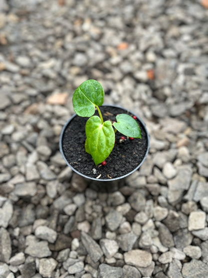 Anthurium RVDP X Gunayala