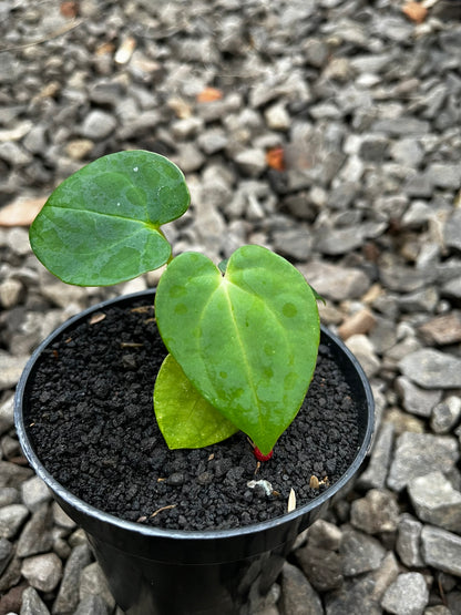 Anthurium RVDP X Gunayala