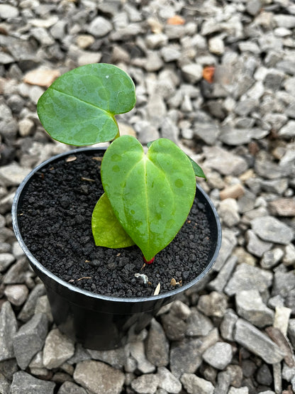 Anthurium RVDP X Gunayala