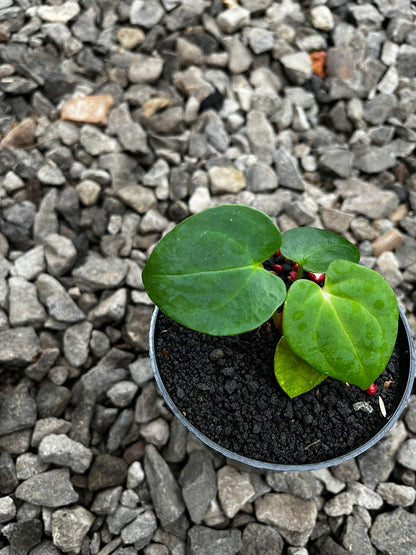 Anthurium RVDP X Gunayala