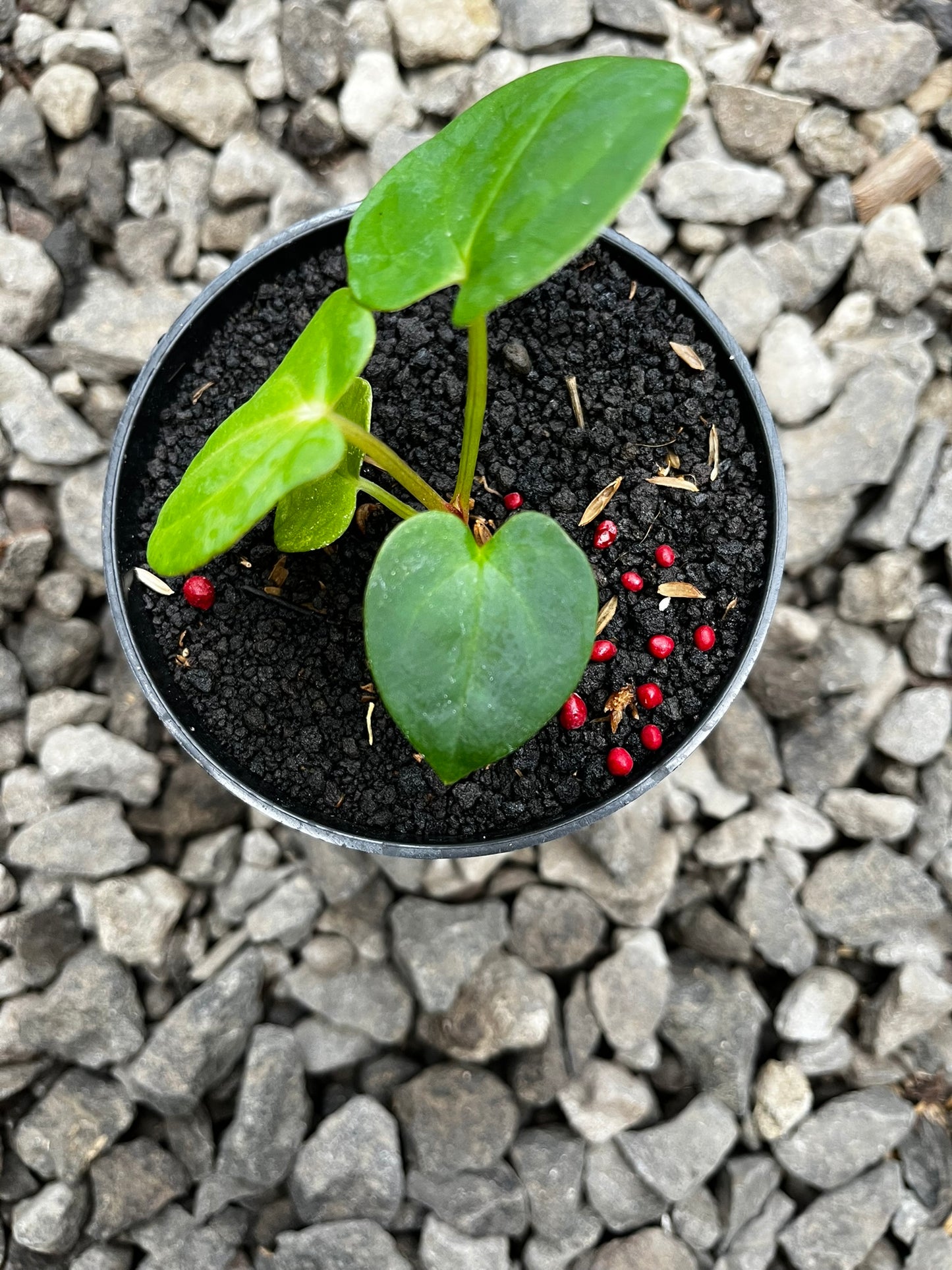 Anthurium RVDP X Gunayala