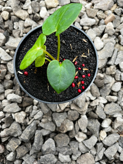 Anthurium RVDP X Gunayala