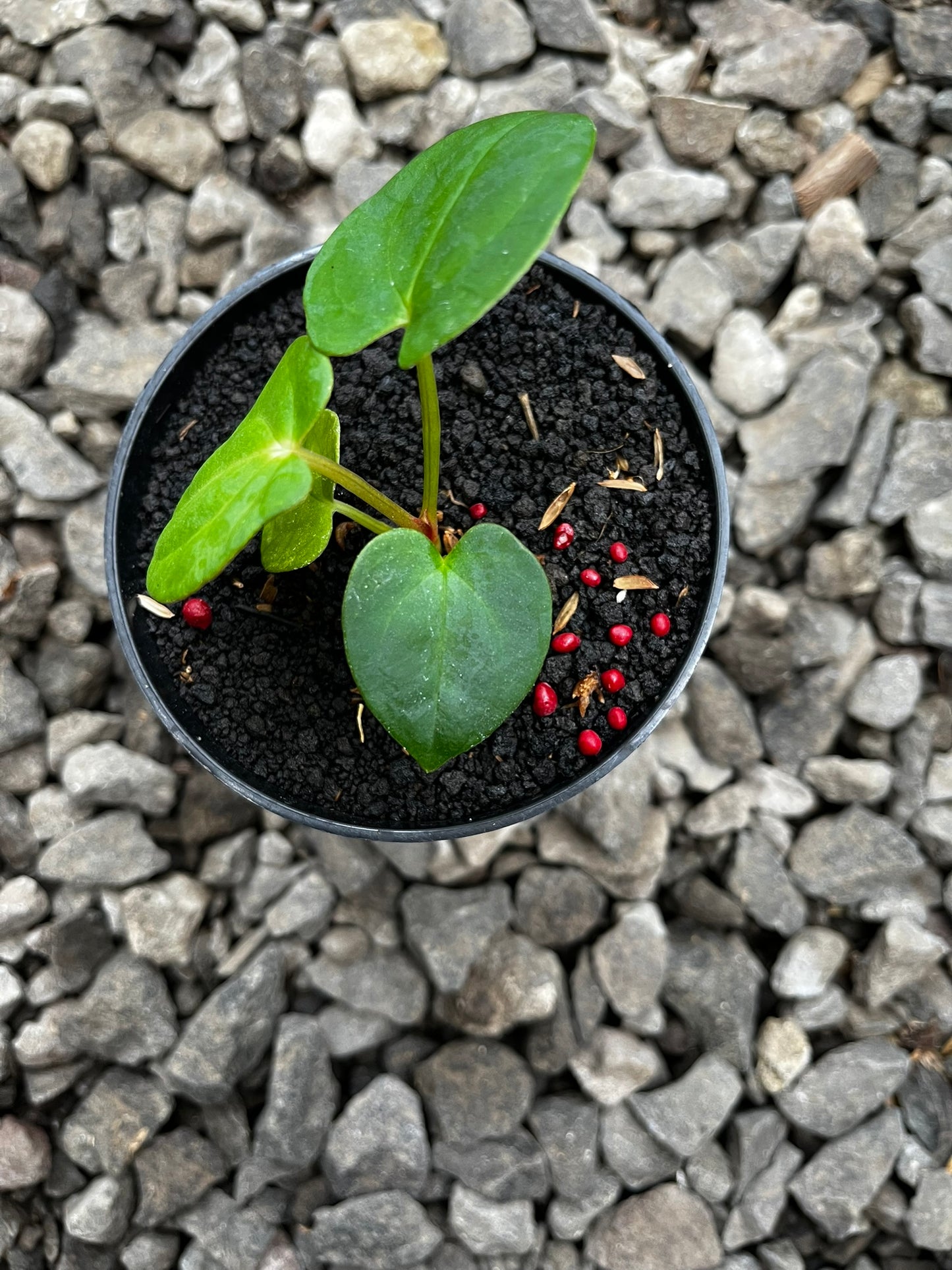 Anthurium RVDP X Gunayala