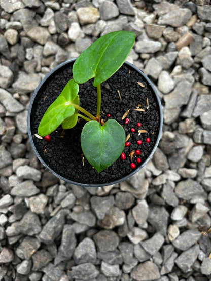Anthurium RVDP X Gunayala