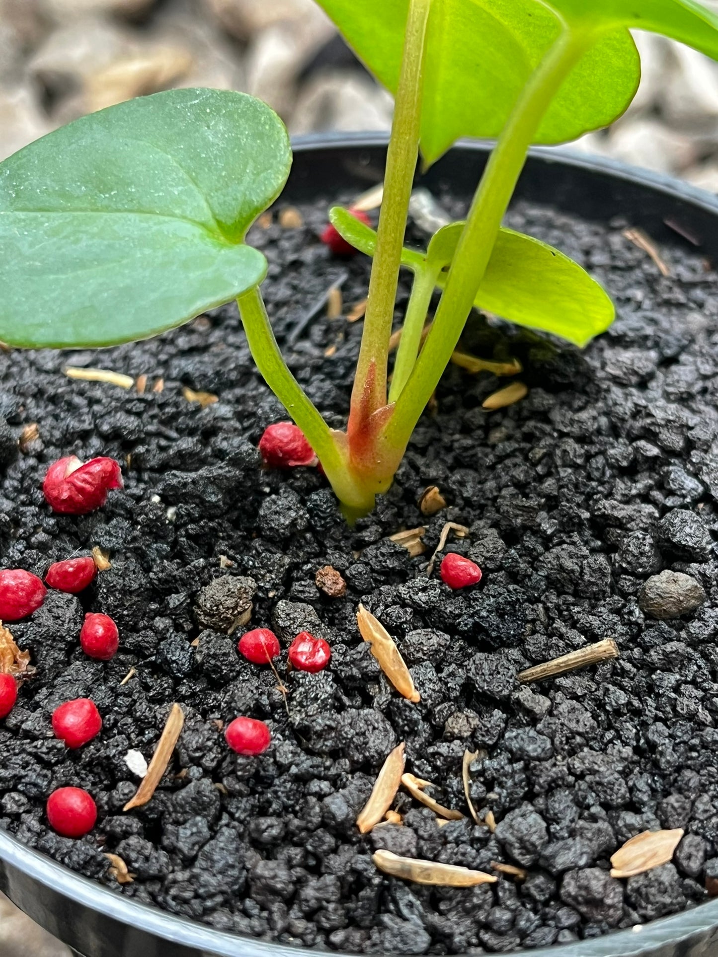 Anthurium RVDP X Gunayala