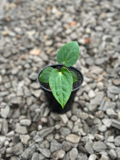 Anthurium Lagogatun X Gunayala