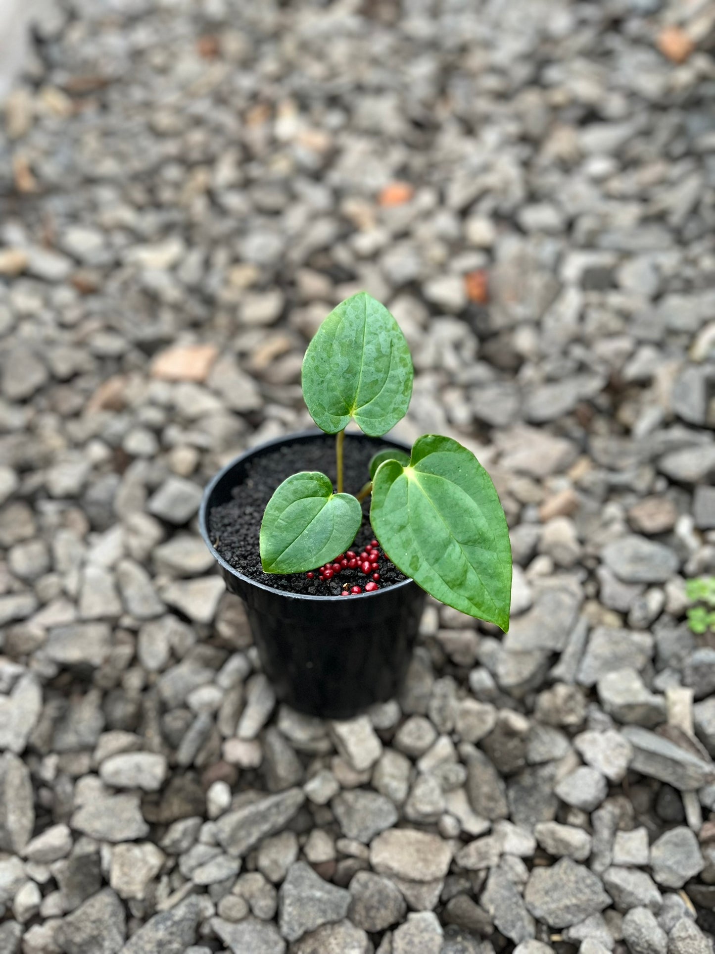 Anthurium Lagogatun X Gunayala
