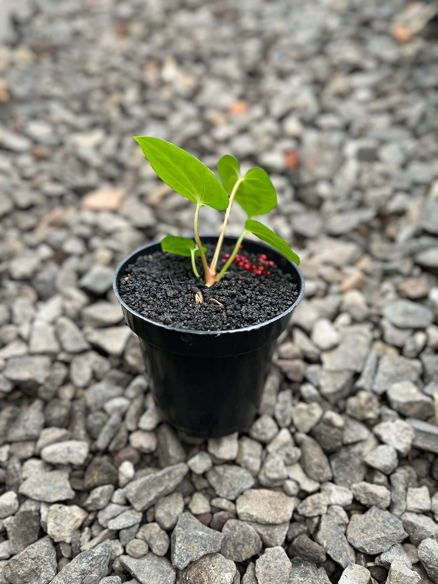 Anthurium Lagogatun X Gunayala