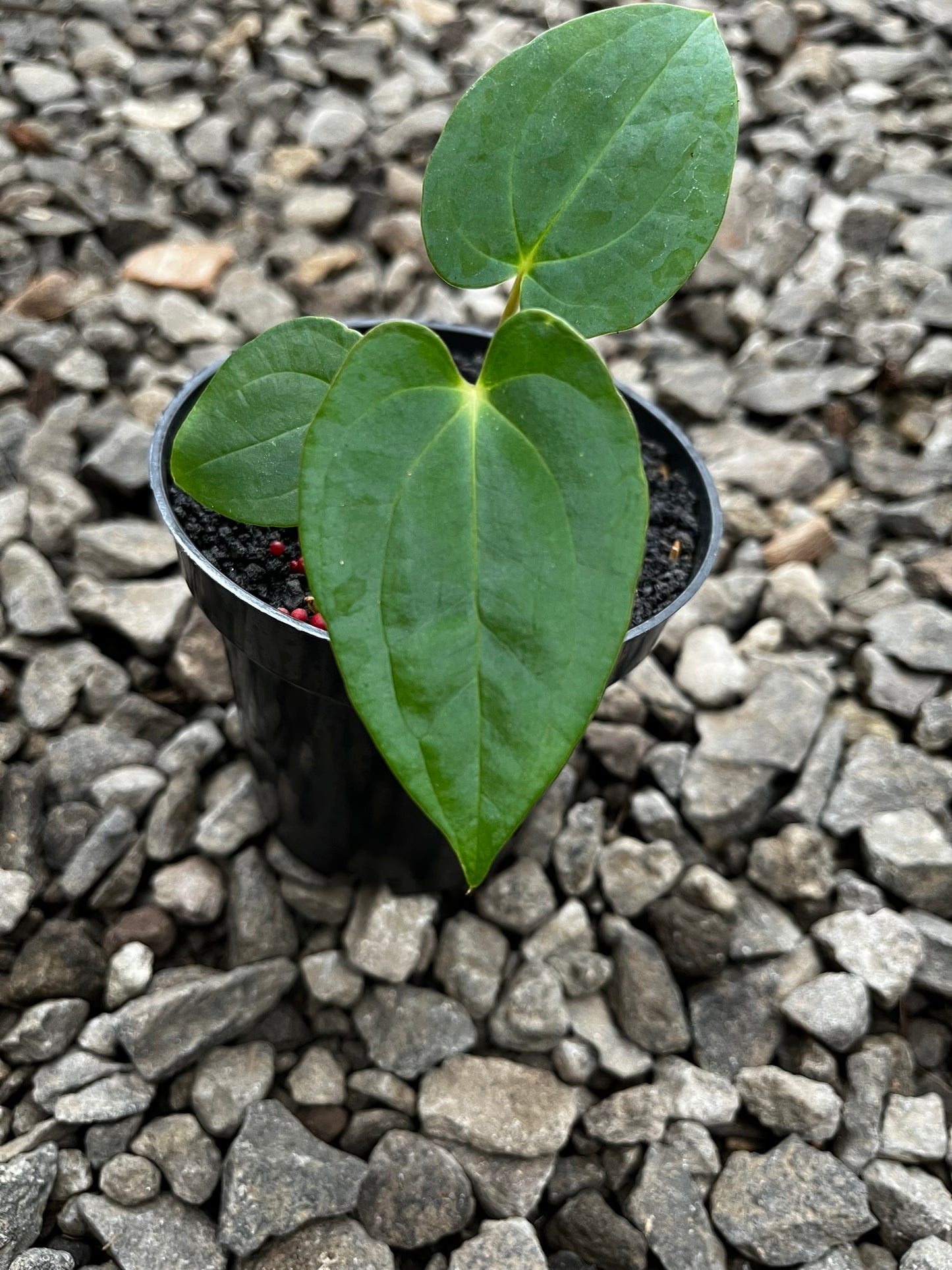 Anthurium Lagogatun X Gunayala