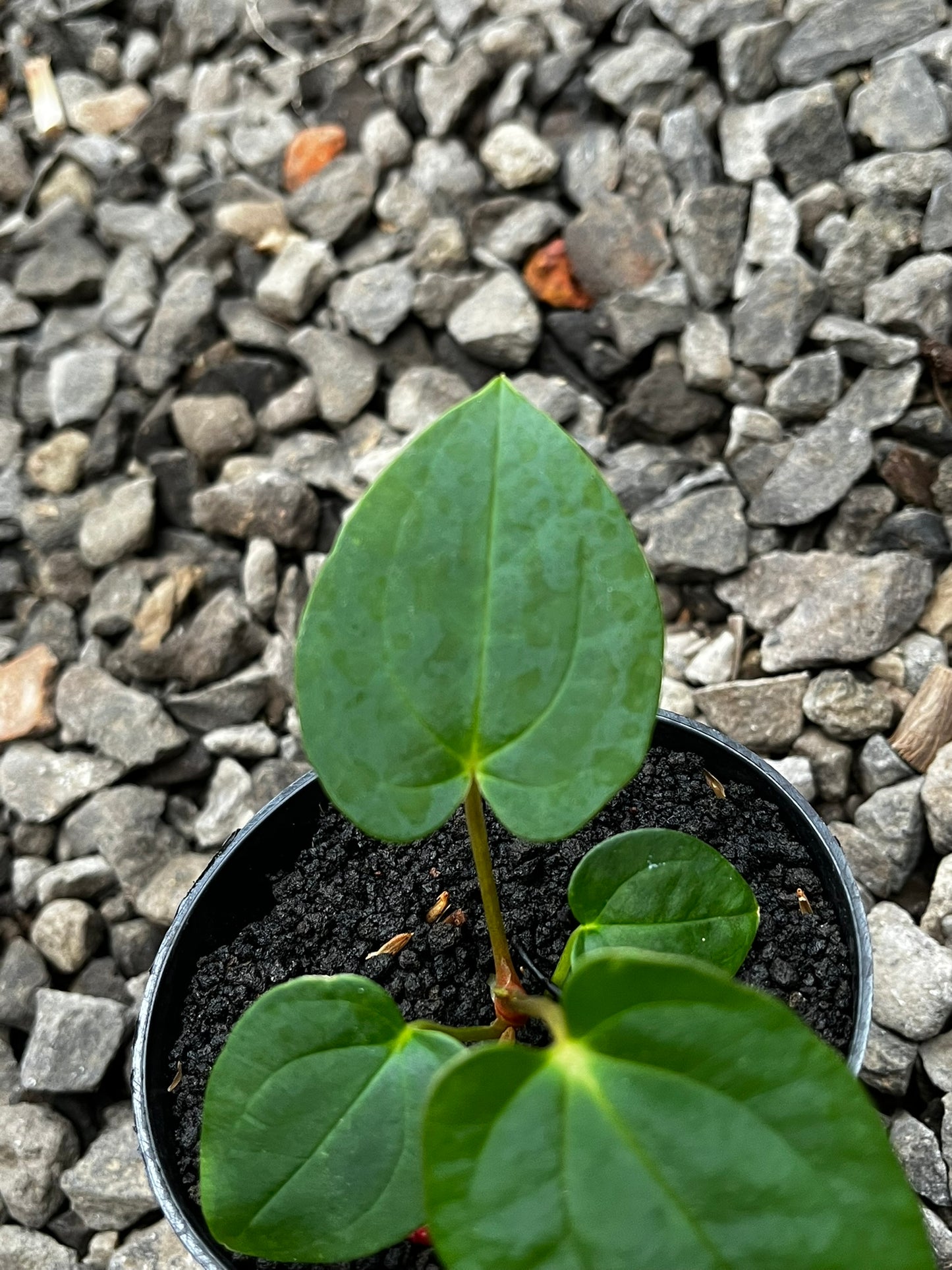 Anthurium Lagogatun X Gunayala