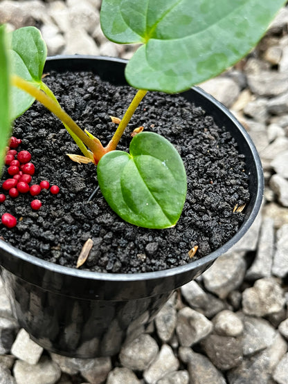 Anthurium Lagogatun X Gunayala