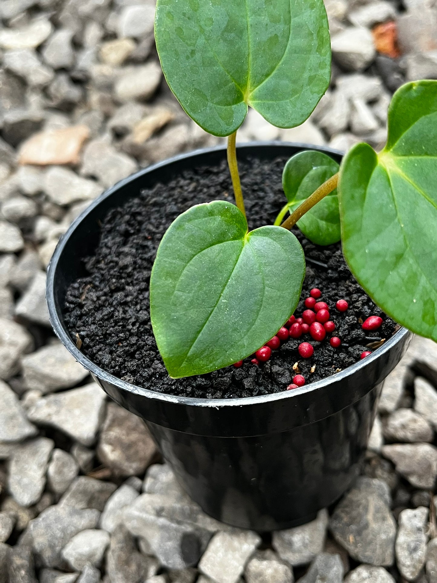 Anthurium Lagogatun X Gunayala