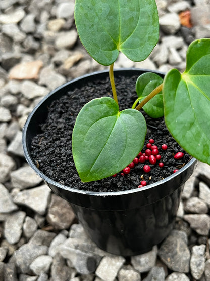 Anthurium Lagogatun X Gunayala