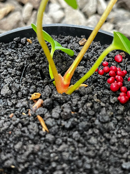 Anthurium Lagogatun X Gunayala