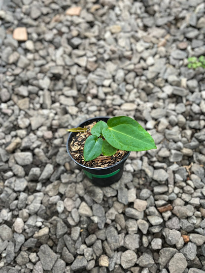 Anthurium Lagogatun X Luxurians