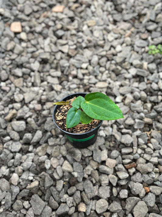 Anthurium Lagogatun X Luxurians