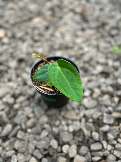 Anthurium Lagogatun X Luxurians