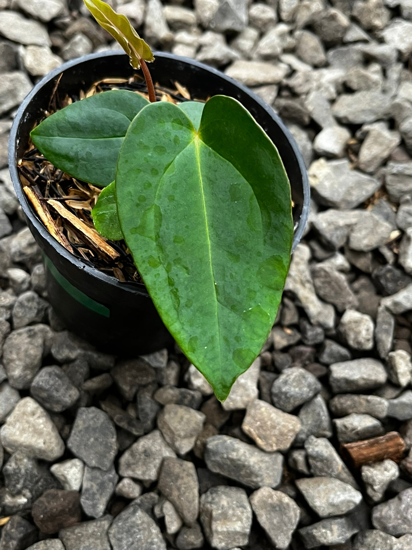 Anthurium Lagogatun X Luxurians