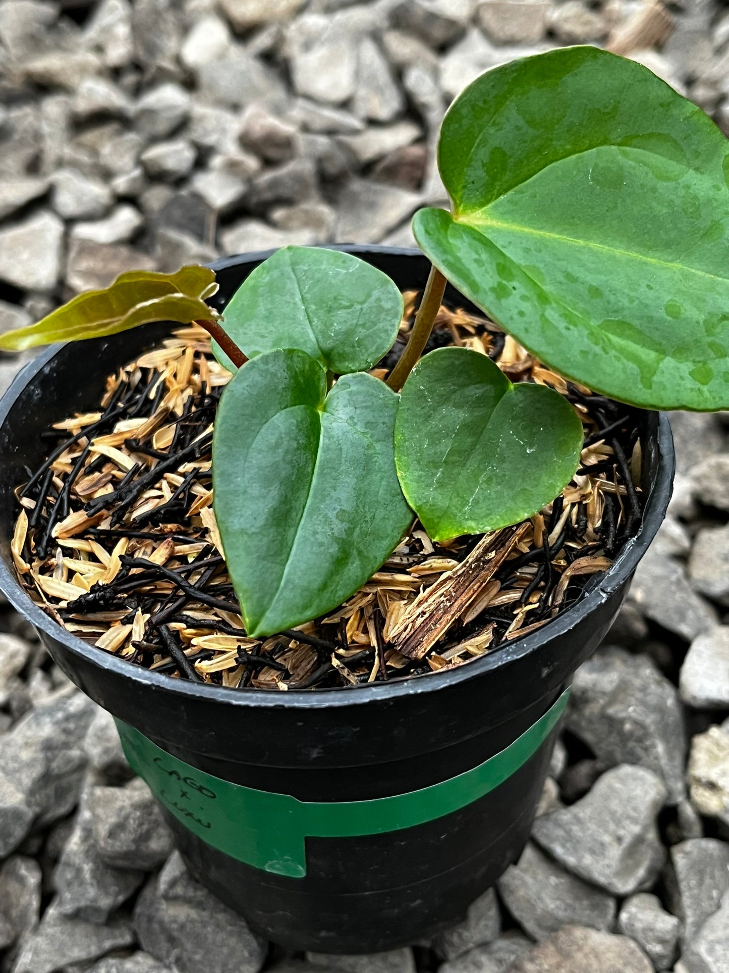 Anthurium Lagogatun X Luxurians
