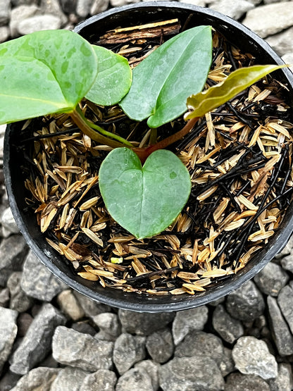 Anthurium Lagogatun X Luxurians