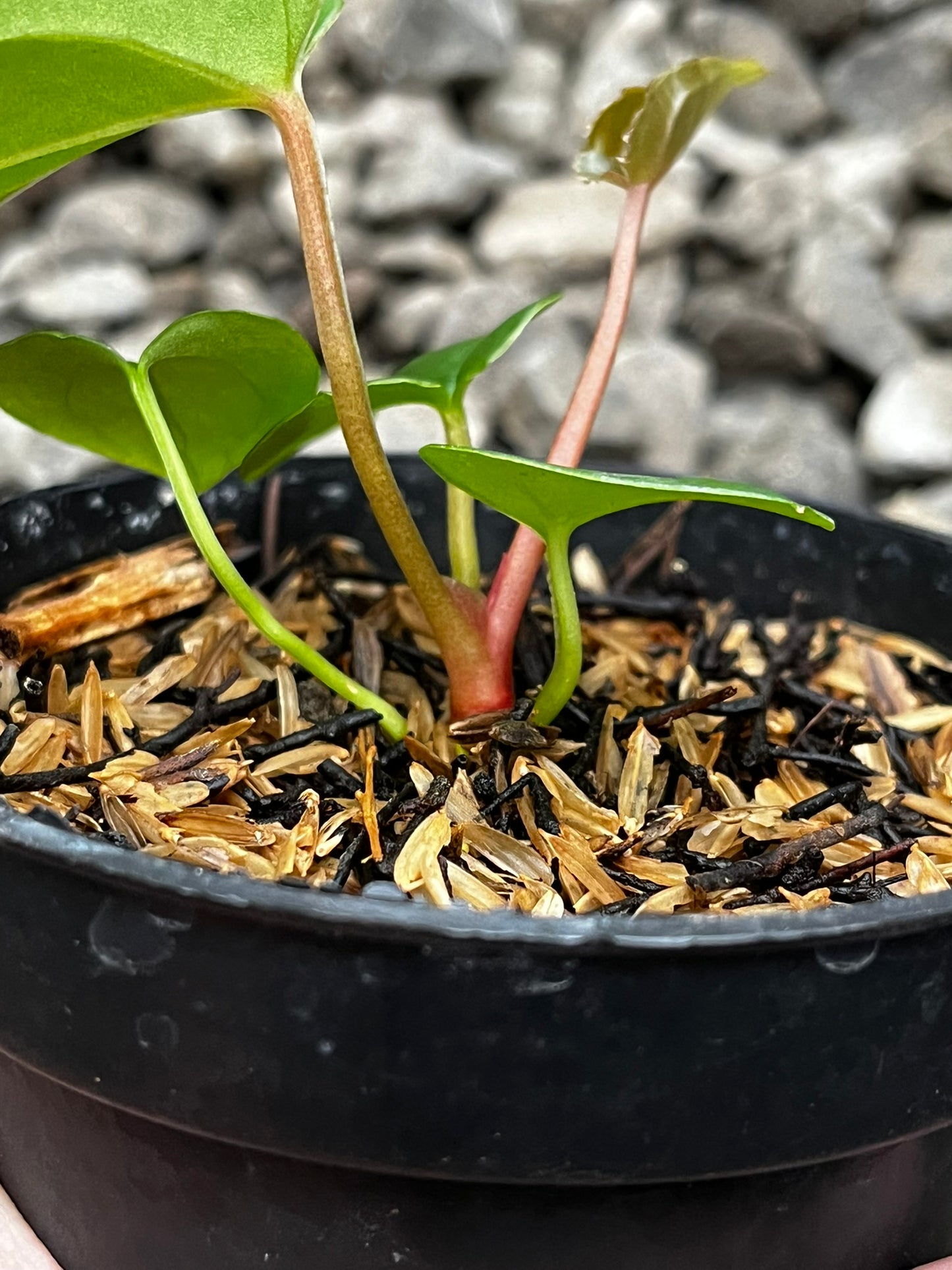 Anthurium Lagogatun X Luxurians