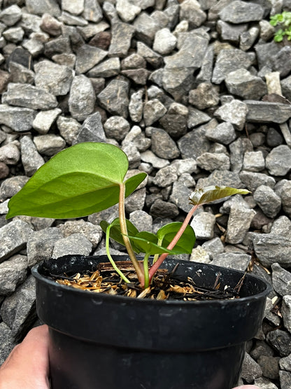 Anthurium Lagogatun X Luxurians