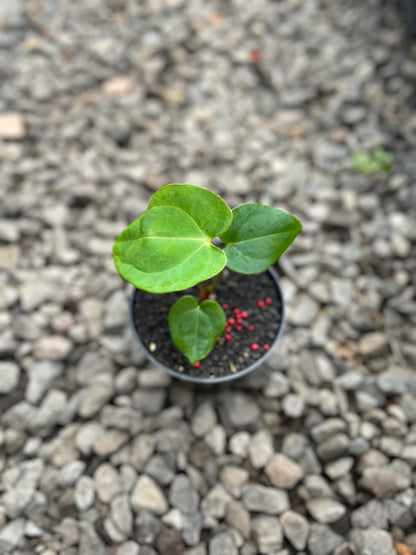 Anthurium Lagogatun X K.O.S