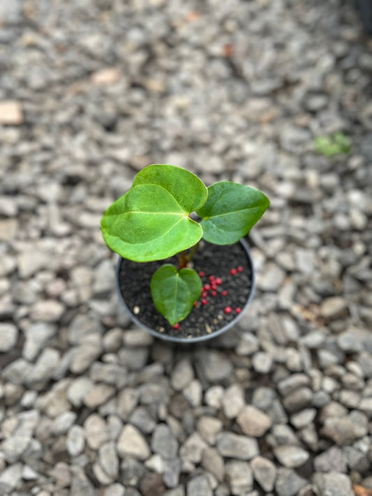 Anthurium Lagogatun X K.O.S