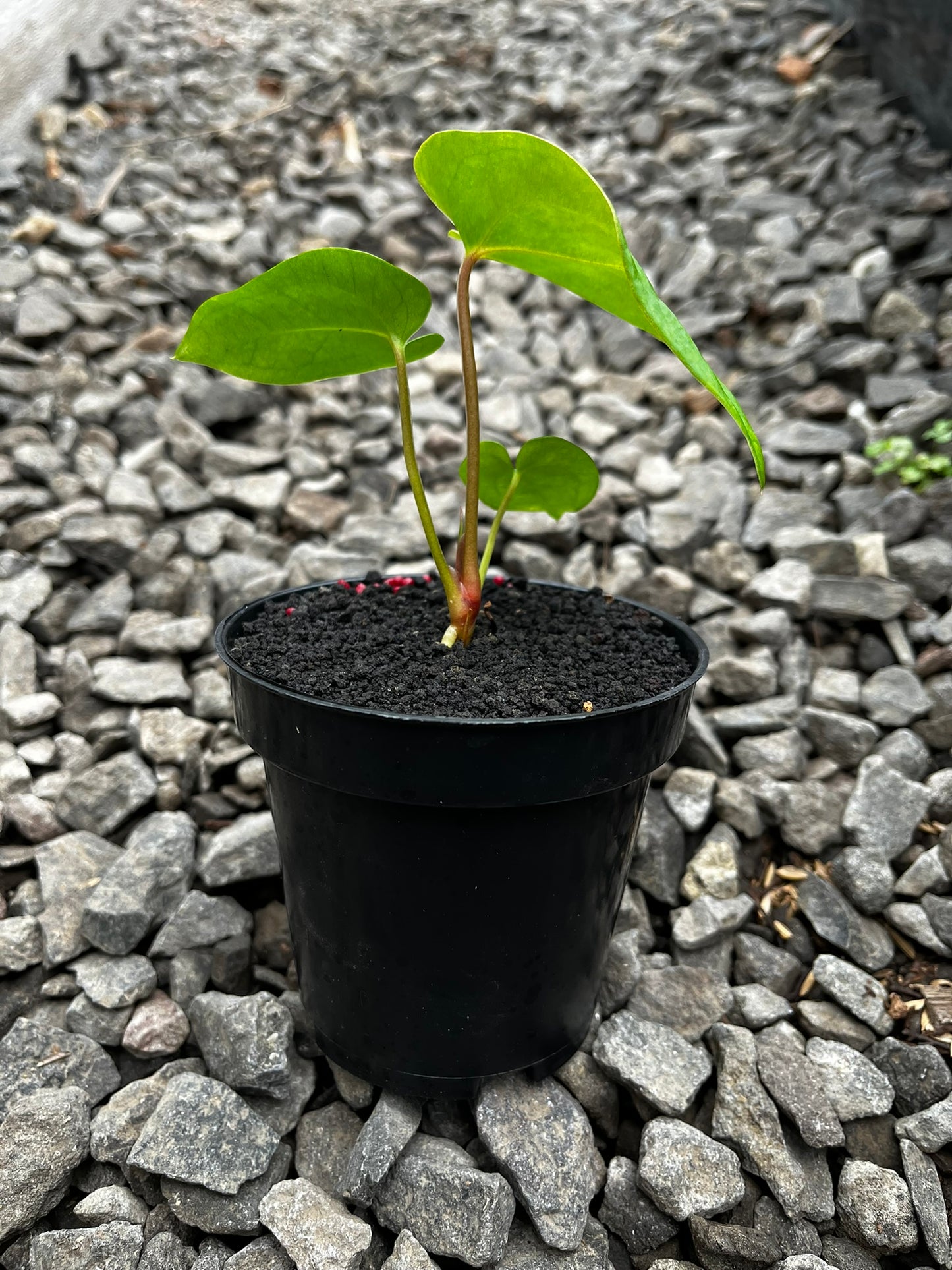 Anthurium Lagogatun X K.O.S