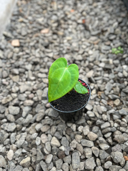 Anthurium Lagogatun X K.O.S