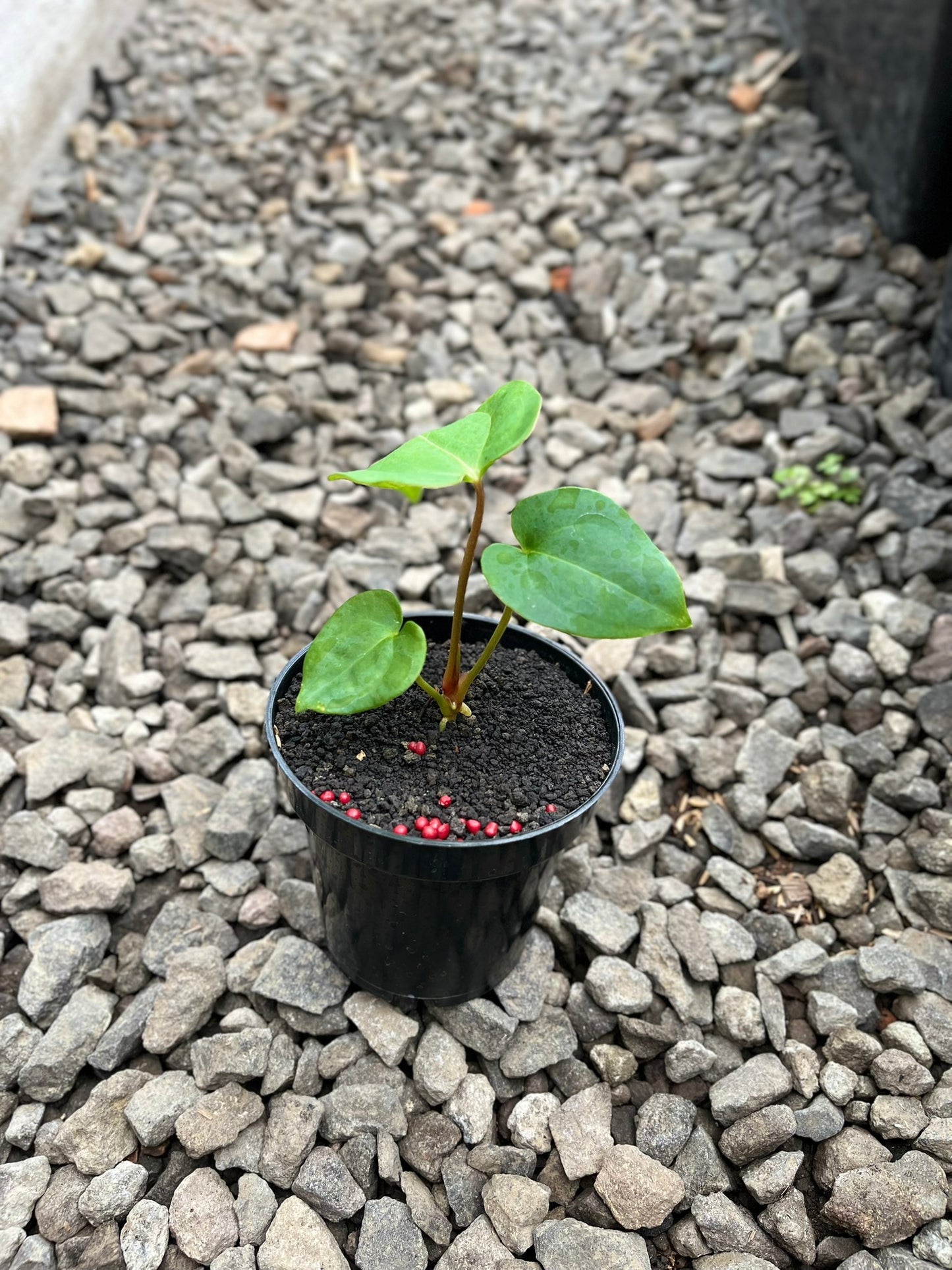 Anthurium Lagogatun X K.O.S