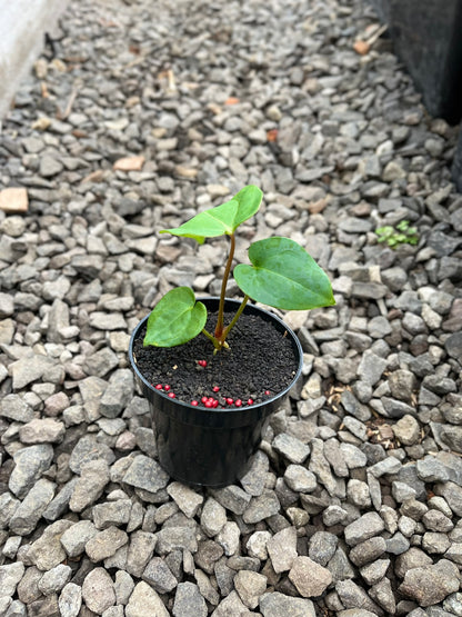 Anthurium Lagogatun X K.O.S