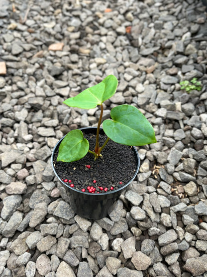 Anthurium Lagogatun X K.O.S