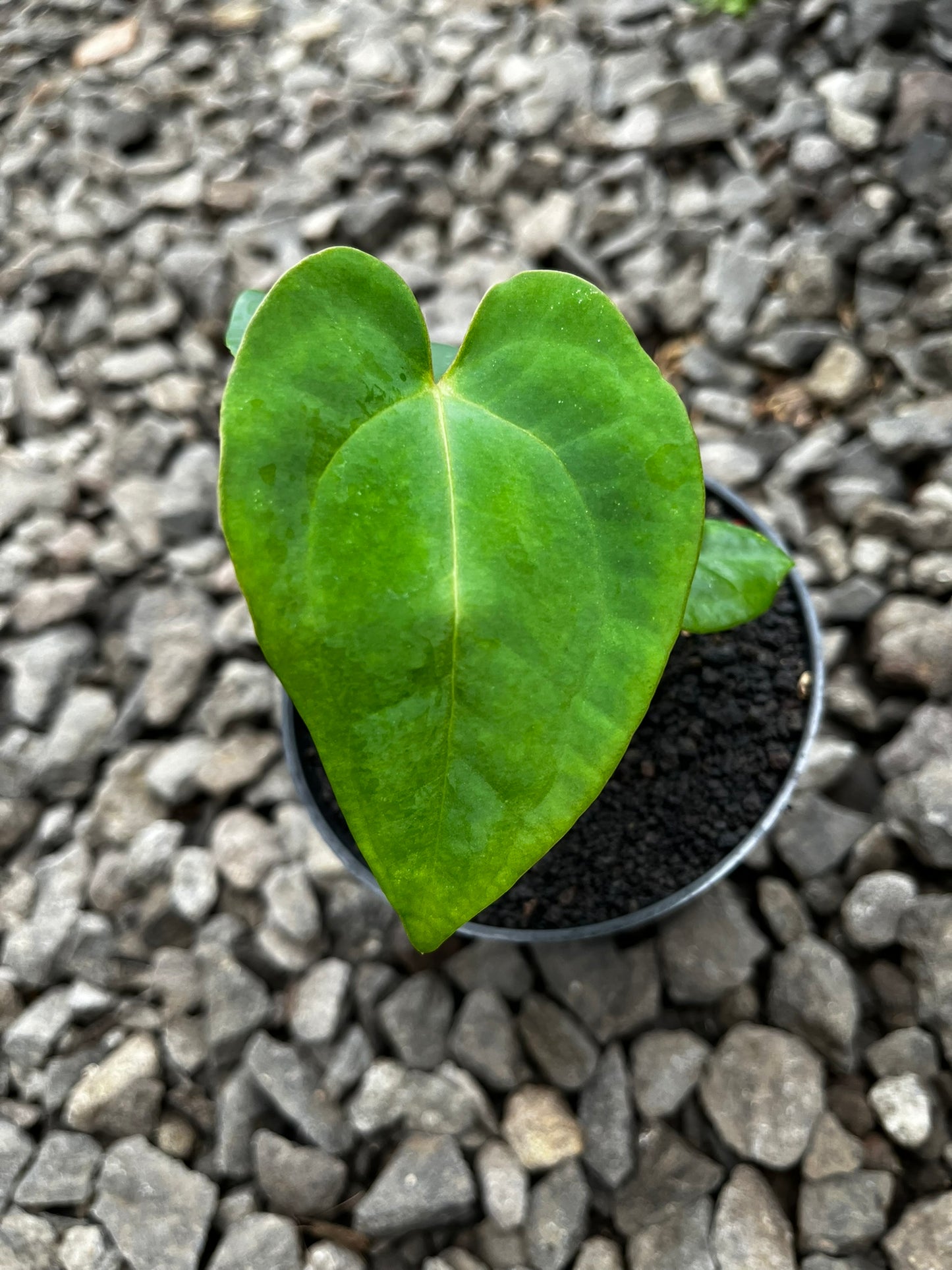 Anthurium Lagogatun X K.O.S
