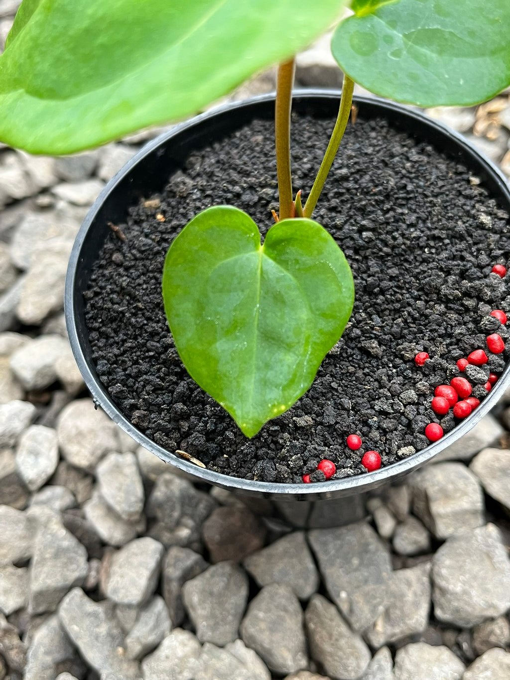 Anthurium Lagogatun X K.O.S