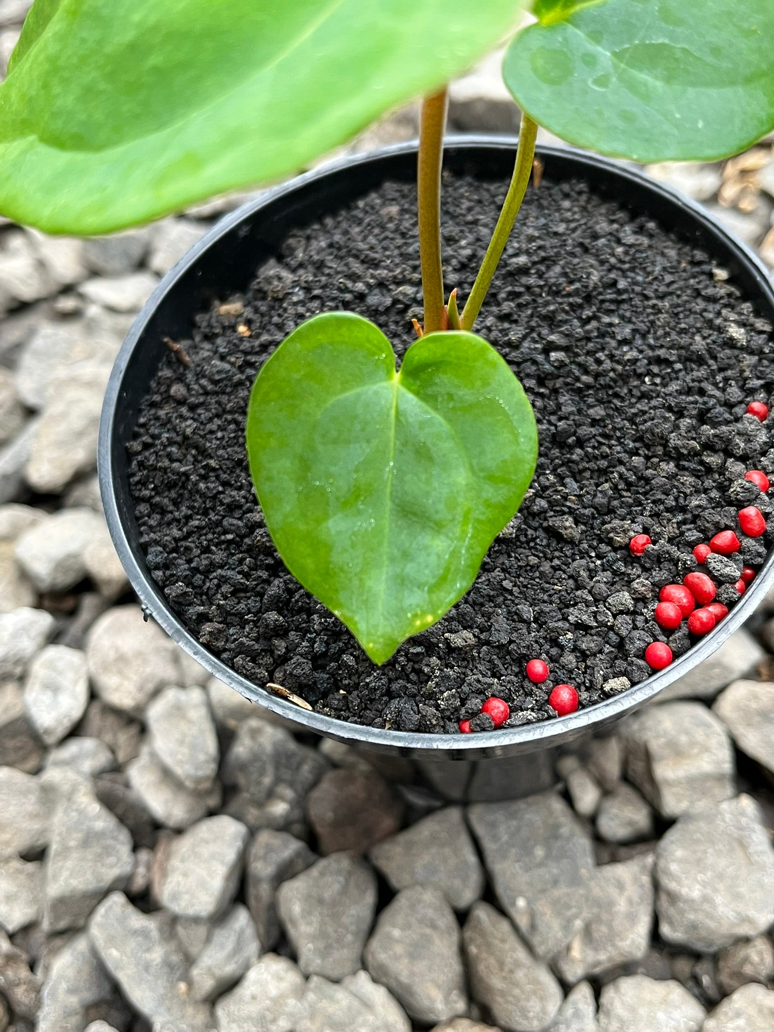 Anthurium Lagogatun X K.O.S
