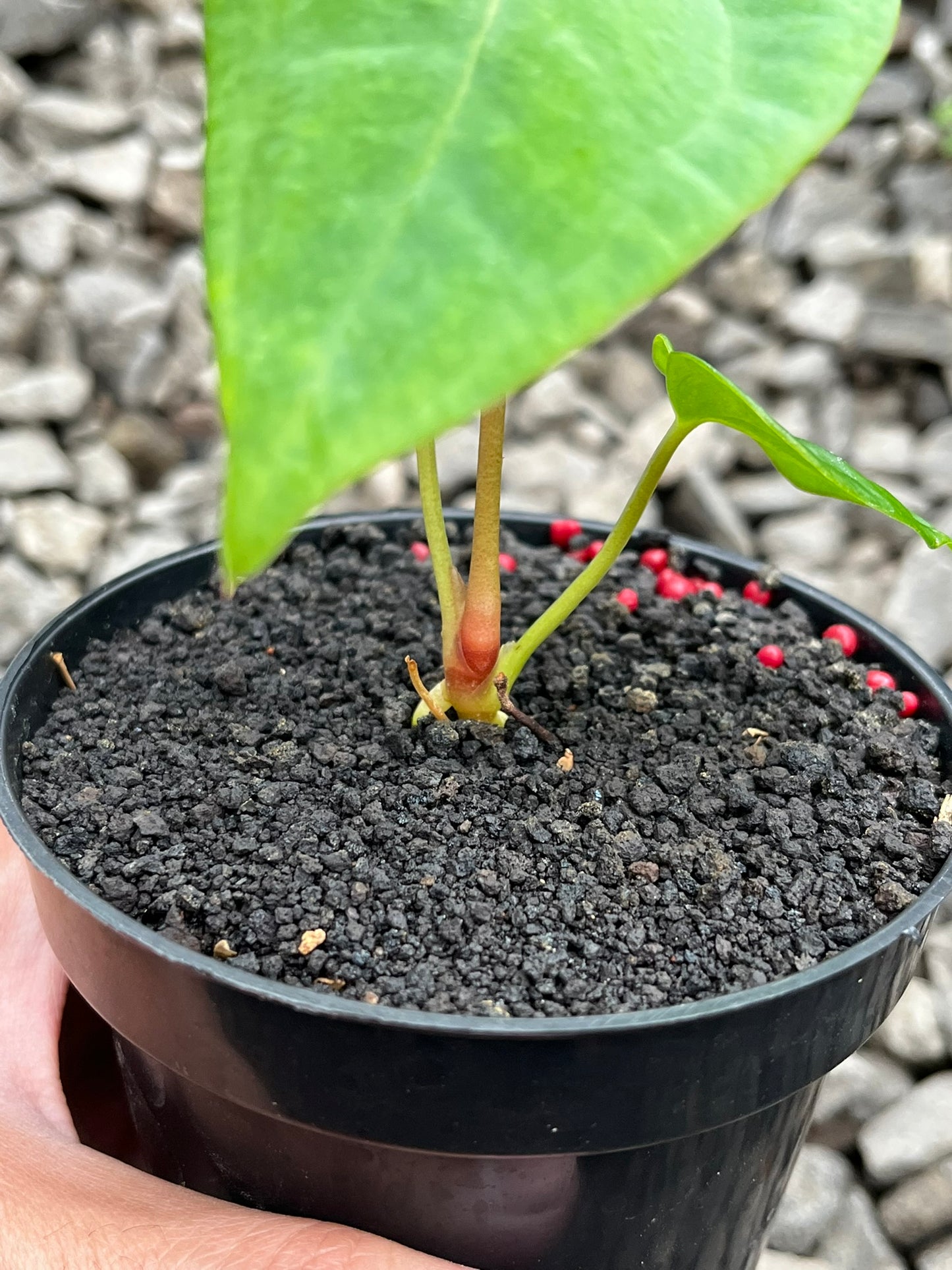 Anthurium Lagogatun X K.O.S