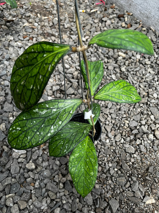 Hoya Tanggamush Splash