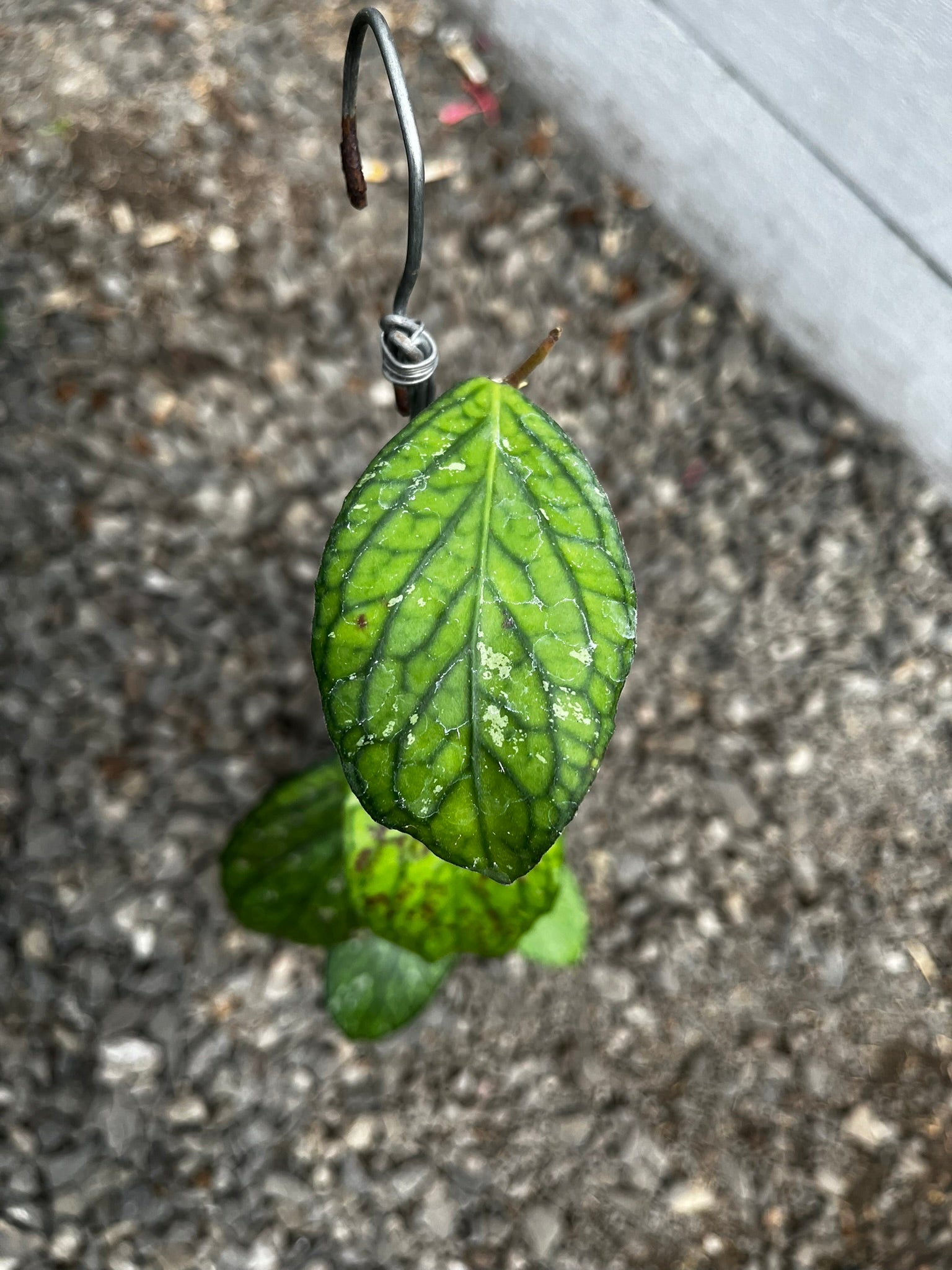 Hoya Tanggamush Splash
