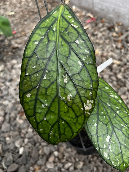 Hoya Tanggamush Splash