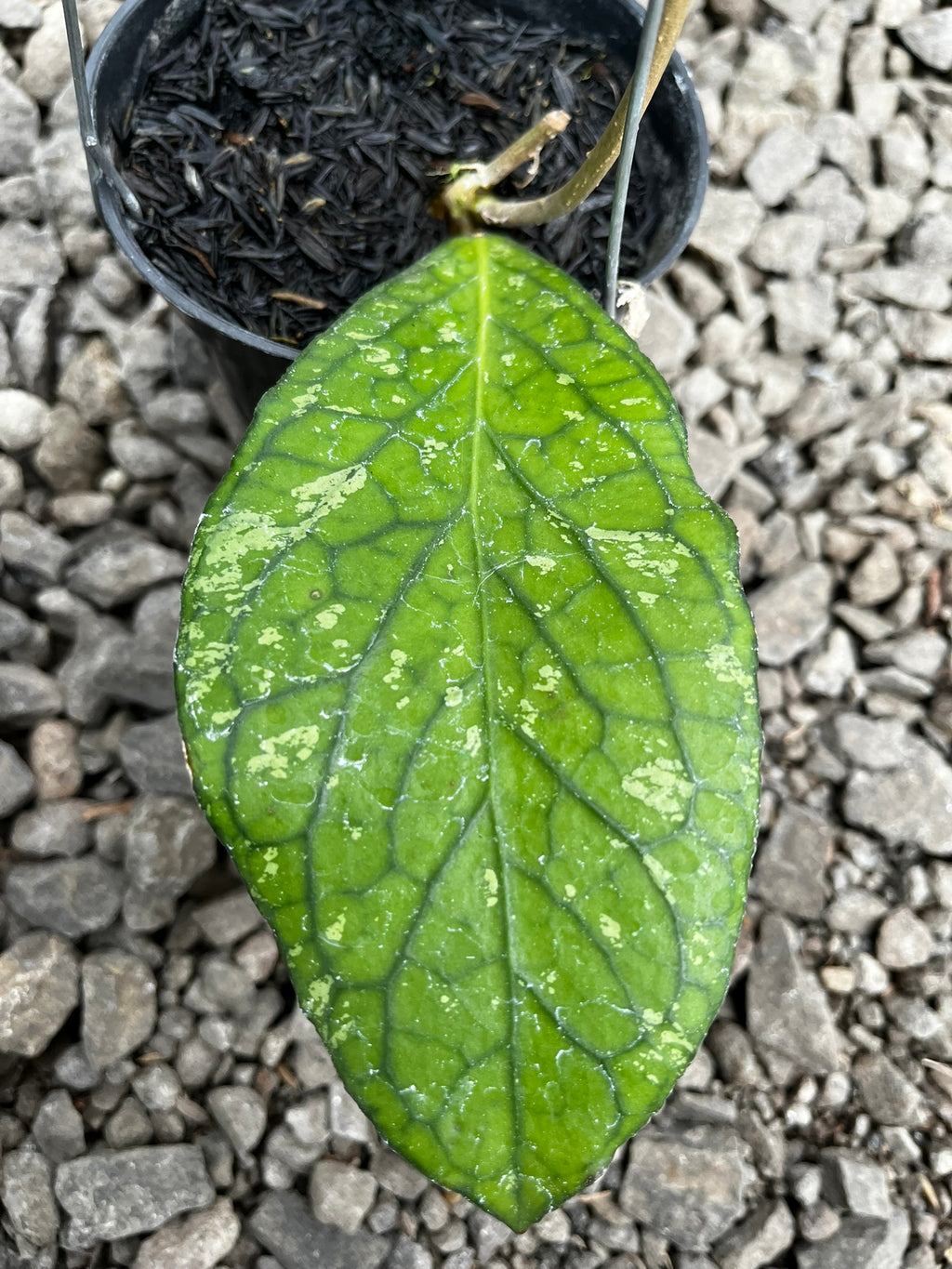 Hoya Tanggamush Splash