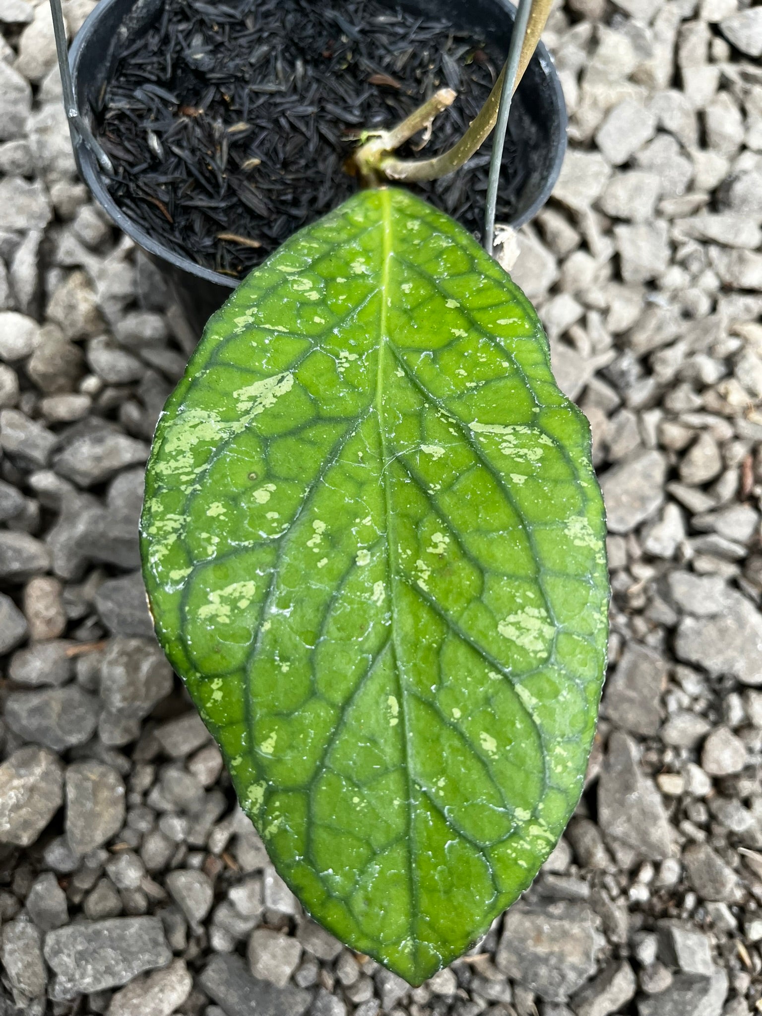 Hoya Tanggamush Splash