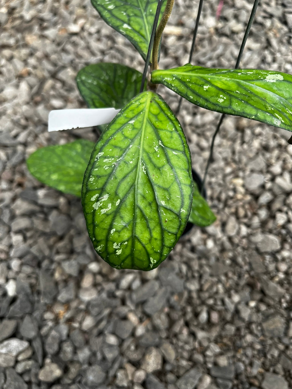 Hoya Tanggamush Splash
