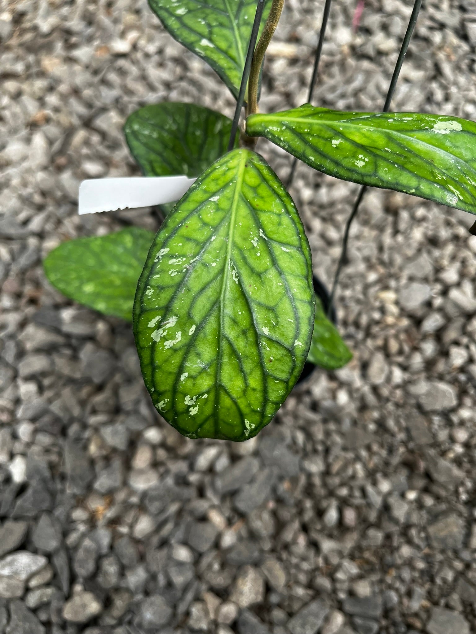 Hoya Tanggamush Splash